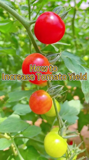 How to Prune Tomato Plants for Increased Production