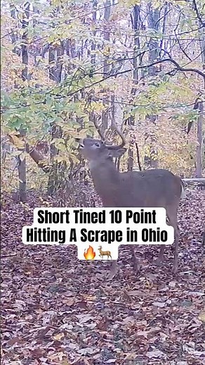 Short Tined Ohio 10 Point Hitting Scrape #ohio #hunting #deer #whitetail #outdoors #shorts