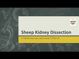 Sheep Kidney Dissection Lab