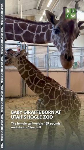 Baby GIRAFFE born at Utah zoo