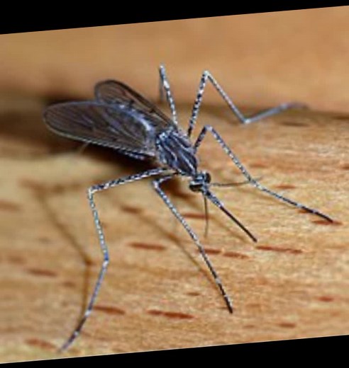 #CapCut Buda part 2😁🖤#bpwkpp #keşfütizim #trend