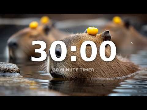 30 Minutes Calm Timer with Nature Background (Capybara) – Countdown (No Music)