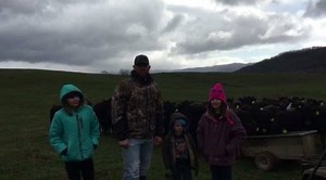 5.9K views · 22 reactions | NEW DAY GENETICS ELITE BRED HEIFERS 66 head of black & black baldy SimAngus bred heifers sell April 8th at Wheeler & Sons Livestock Auction in Osceola, MO and on April 12th at Cattlemen's Livestock Auction in Harrison, AR. Bred to highly proven SimAngus heifer bull Allied Force and fetal sexed. | New Day Genetics | Facebook