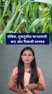 Oat Fodder cultivation : पोषक चाऱ्यासाठी ओट लागवड |Agrowon #Agrowon #fodder #oats हिरव्या चारा पिकापैकी ओट हे महत्वाच चारा पीक आहे. कारण ओट हे चारा पीक हिरवा चारा, वाळलेली वैरण, भुस्सा किंवा मुरघास म्हणून सुद्धा वापरता येते. त्यामुळे ओट चारा पिकाची लागवड फायदेशिर मानली जाते. Among the green fodder crops, oat is an important fodder crop. Because oat is a fodder crop, it can also be used as green fodder, dried husks or forage. Therefore, cultivation of oat fodder crop is considered beneficial. | A