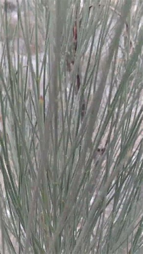 This Tree generates its own Cinematic wind sound. Use Headphones! #shorts #shortsyoutube #nature