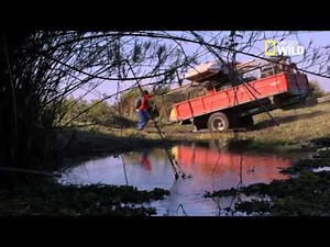 Un accouplement de varans