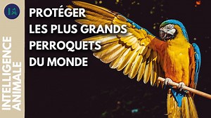 Documentaire | Le royaume des Aras