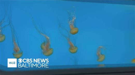 Field trip: National Aquarium in Baltimore talks about jellyfish