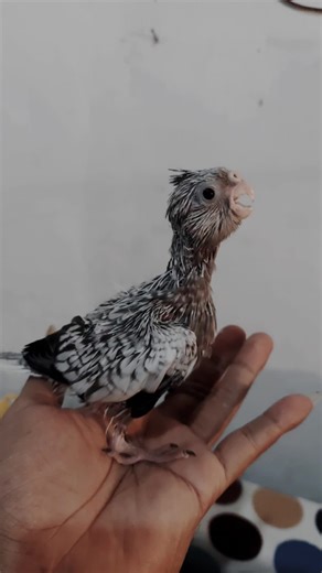 lolohan burung falk white face parkit australia usia 3 minggu #parkitaustraliajember #burungfalk #parkitaustralia #burungfreefly #burunglolohan #jember #falk