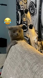 8.4K views · 93 reactions | Cats Confused by DIY Dog Plush Tutorial...