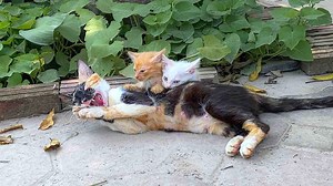 129K views · 685 reactions | Kittens cry in despair for their mother, until a miracle happens | Pet Cute | Facebook