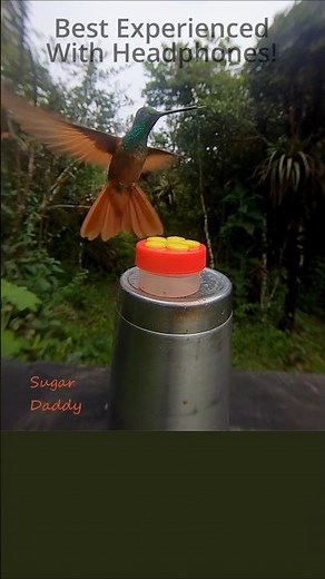 Hummingbird WING Sounds High Quality HBS5 RFS