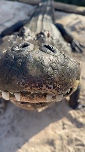 Torpedo sure has a lot to say to Jim, our Curator of Reptiles 🐊 This deep, guttural growl is called bellowing. A bellow starts as a barely audible low-frequency vibration that quickly transitions into a very audible sound. The power of a bellow reflects an alligator’s size, which they may want to communicate to other alligators for mating or territorial purposes. 🎥 Jim, Curator of Reptiles | St. Augustine Alligator Farm Zoological Park