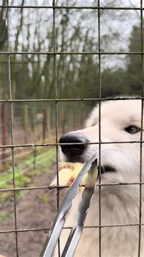 Feed Wolves in Our Unique 'Wolf Breakfast' Experience