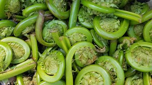 Forecasting Growth: Foraging for Fiddleheads