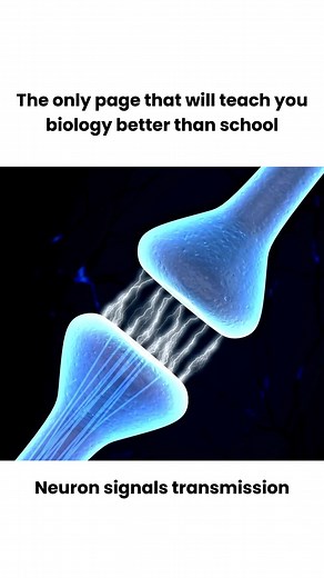 Medical on Instagram: "When a neuron is stimulated by a signal, an electrical impulse called an action potential is generated. This action potential travels along the axon to the axon terminals. The movement of ions (sodium and potassium) across the neuron's membrane is responsible for the propagation of the action potential. #viral #fyp #explore #trending #reels #science #knowledge #education #biology #medical follow for more"