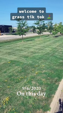 Essential Tips for Trimming Bushes Like a Pro