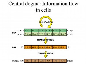 Central dogma: Information flow in cells - SlideServe