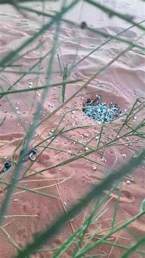 #الصحراء #صحراء_الجزائر #عيسى_الليث #شعراء_وذواقين_الشعر_الشعبي #الشعر #شعراء_الجنوب #رويسات___ورقلة #شعب_الصيني_ماله_حل😂😂