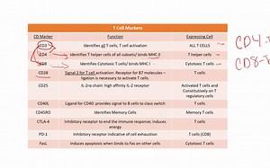 免疫微环境CD 标志物一览
