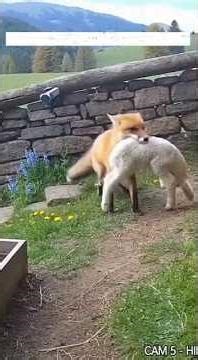 This fox picked the WRONG farm today... 😱 He didn’t hesitate for a single second... 🐈🛡️ #shorts