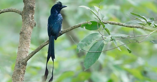 10 Birds With Incredibly Long Tails and What They Use Them For