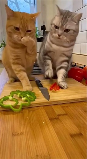 Cats Tried Cooking… Then Started Fighting 😳