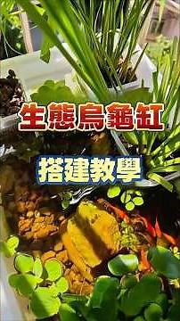 教你如何搭建生態烏龜缸🐢#生態 #水草 #烏龜 #苔鑽 #fyp #水陸缸 #魚缸 #魚 #viralreelschallenge #生態觀察 #分享 #熱門 #療癒 #教學 #植物 #苔蘚 #多肉