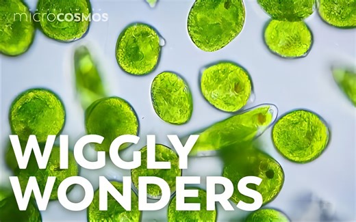 Euglenoids：单细胞变形者-Euglenoids: Single-Celled Shapeshifters