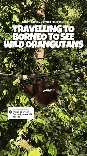 Experiencing Wild Orangutans in Borneo, Malaysia