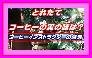 沖縄史上初？甘いコーヒーの実と専門家の感想