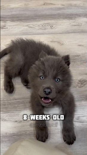 Blue Wolf Howl Evolution from Puppy to Adult #wolfhowl #transformation #bluewolfdog #babywolf