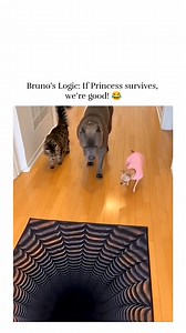 This big Dog is Smart 🤓 | 𝐀𝐍𝐈𝐌𝐎𝐓𝐕𝐒𝐋𝐀𝐒𝐇