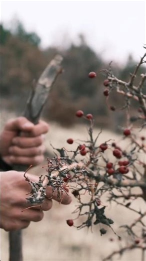 أرخي أصابعَ روحكِ.. دعي الأشواك تسقط 🕊️✨