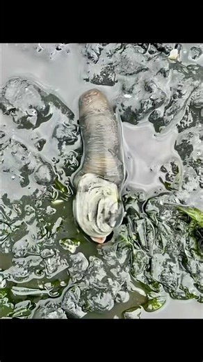 Scientists Hate This Geoduck Trick #geoduck