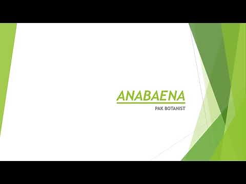 Anabaena | Filamentous blue- green algea | Cyanobacteria | Lecture in English |PU LahorePak Botanist