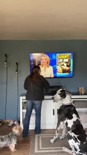 420K views · 30K reactions | I found this video and thought it should be shared. #DogTv #GreatDane #LapDog | Larry_the_great_dane | Facebook