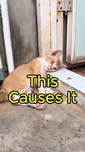 Why Your Cat Acting Weird?