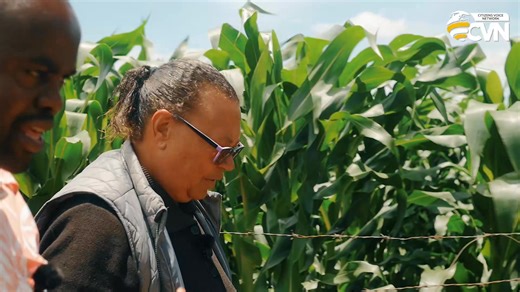 Meet Mrs Unganai from Chivhu. For her, farming is therapy — a source of strength that helps her manage and ease health challenges. Intensive farming on a small piece of land — cattle, sheep, goats, and pigs all on one farm Full Video on: https://www.youtube.com/watch?v=CsbrgCz5VR4 Join our Farm Visits Group on: https://chat.whatsapp.com/HIHTHCuUEO45TOfRRjYKaP | Farming in Zimbabwe
