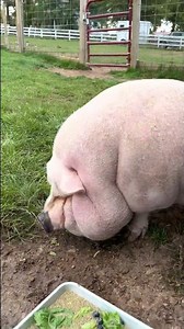 Obese Pig Paulie's Weight Loss Journey #youtubeshorts