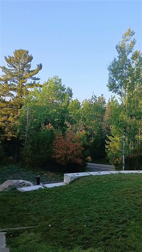 WOLVES HOWLING IN THE FOREST.