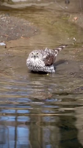 Mysterious Cooper’s hawk behavior leaves birdwatchers curious