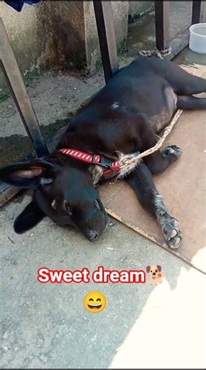 Momo is sleeping time🐕️#shorts #usa #puppy #dogshorts