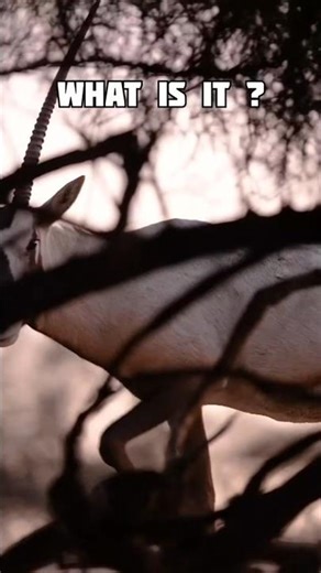 The Oryx: The Desert Warrior That Shouldn’t Even Exist #oryx #wildfacts