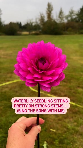 1K views | There is a lot of work behind the scenes. As a dahlia...