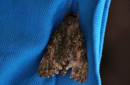 Where Do Moths Come From? How They Get In and What To Do