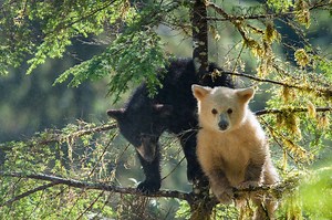 95K views · 2.2K shares | Home to primordial forests and black bears...