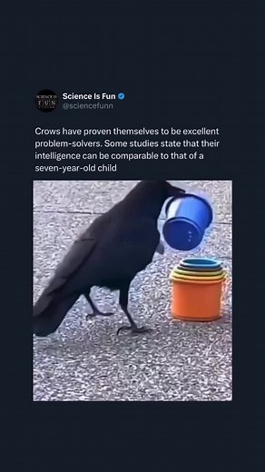 Fascinating Facts About Crows and Their Intelligence