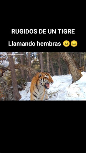 Explorando los impresionantes rugidos de un tigre siberiano
