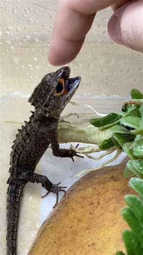 70K views · 250 reactions | Best Caption Wins! • Did you know that...